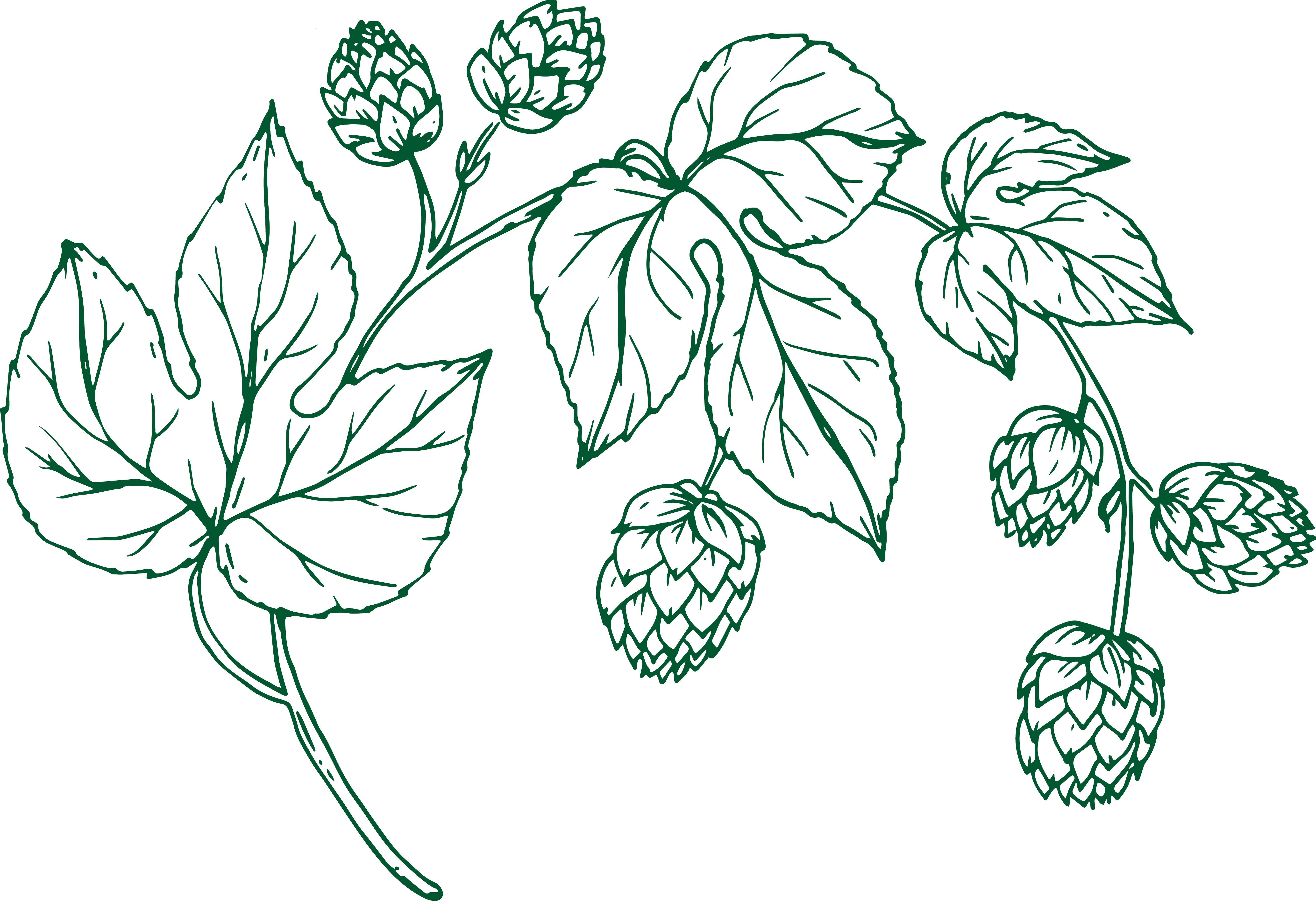 Hops illustration