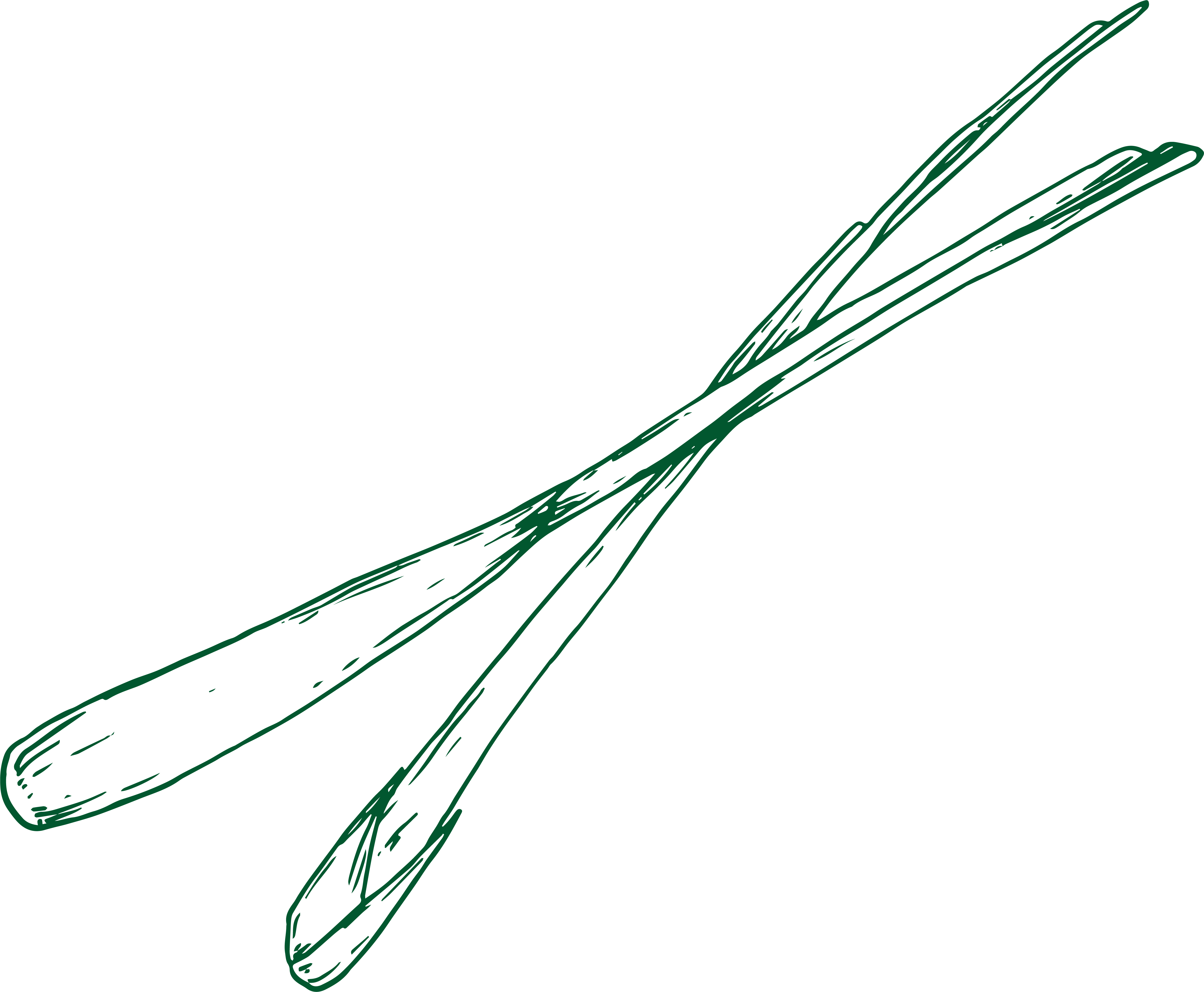 Lemongrass illustration