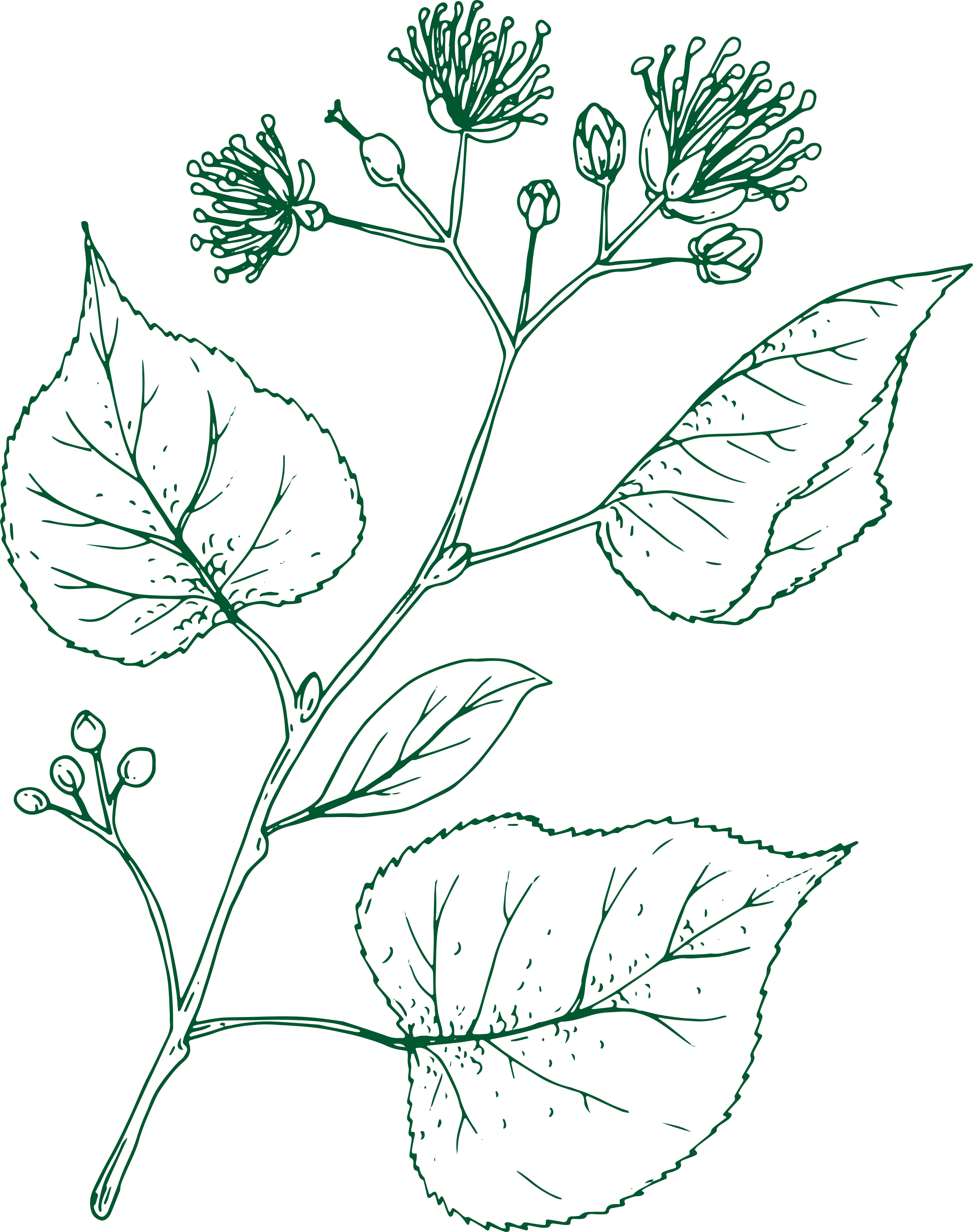 Linden illustration