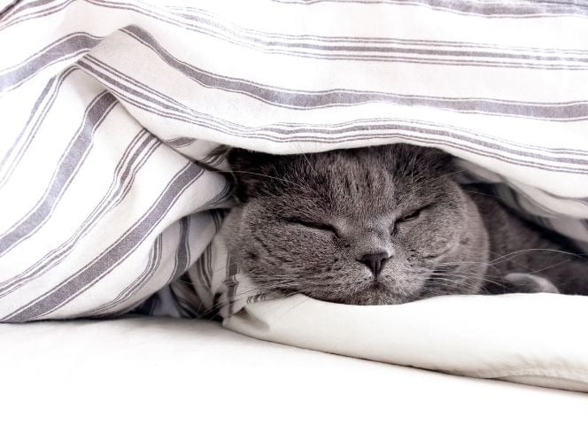 Why Do Cats Sleep So Much?