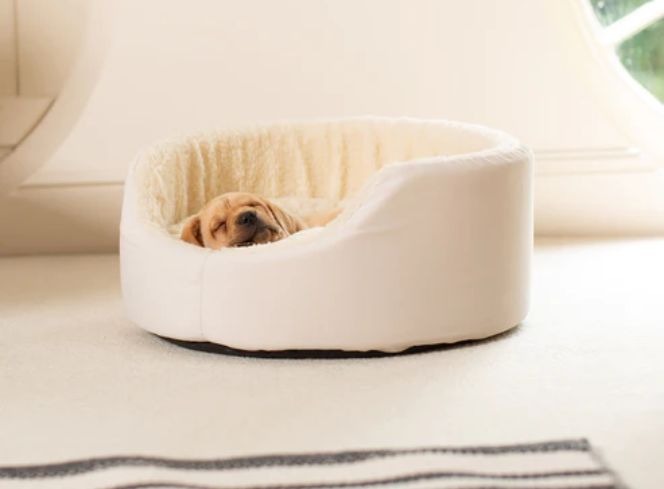 Create Your Ideal Puppy Bedtime Routine
