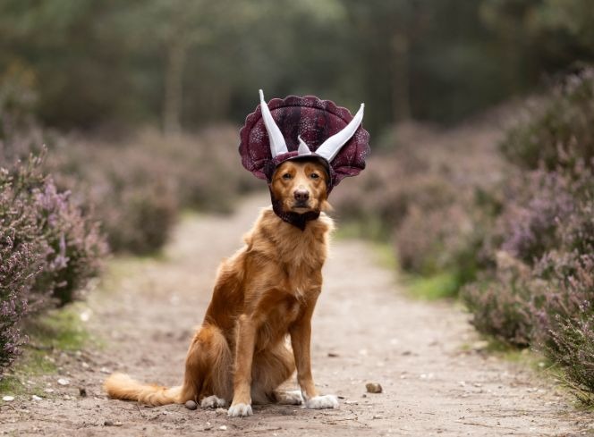 Tail Up Dog Striped Baseball Cap - Buddy's A Pet's Store