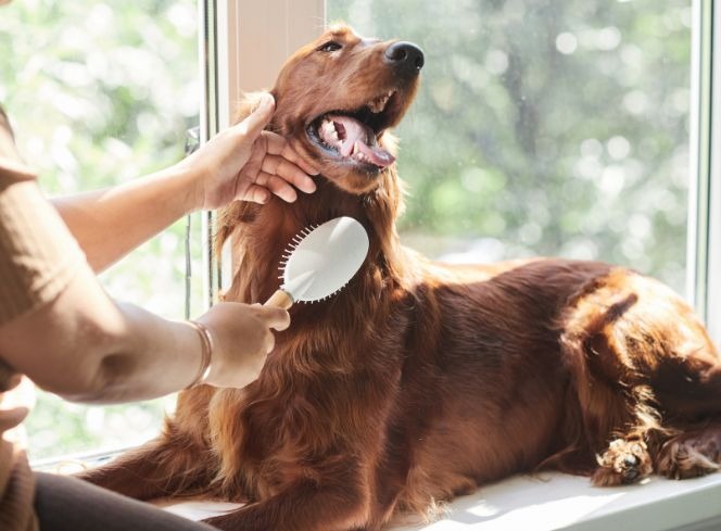 Brushing The Dog: How Often Should You Brush Your Dog