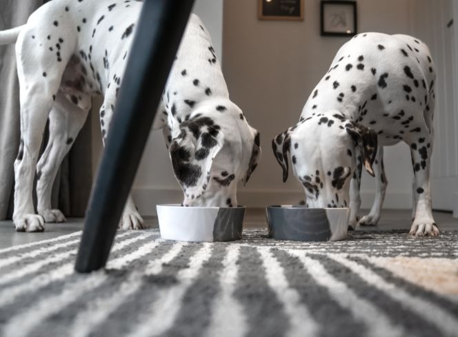 Is Wet or Dry Food Better for Dogs? Exploring the Pros and Cons