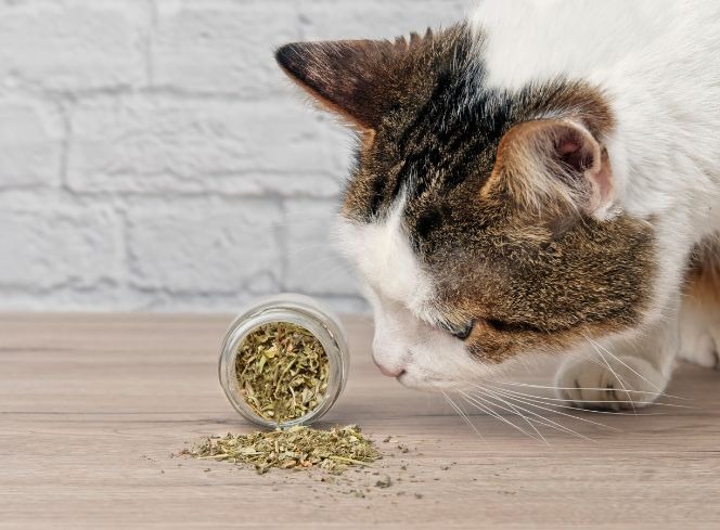 Why Do Cats Like Catnip? Exploring the Fascinating World of Catnip and Its Effects