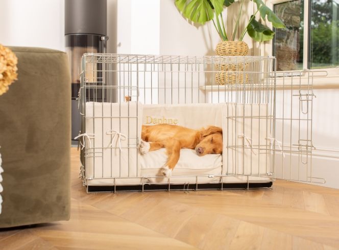 Why solo sleep matters for puppies