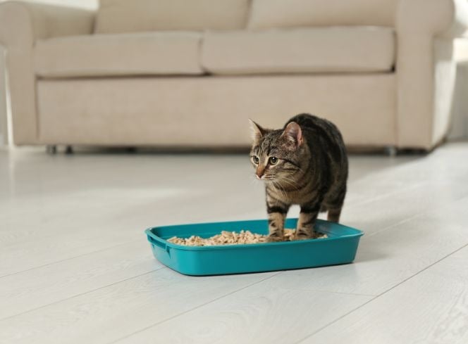 How To Stop Cat Litter From Smelling?