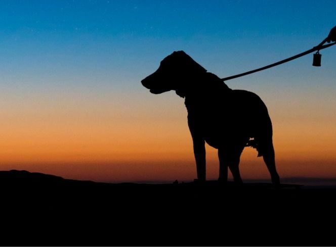 8 Tips For Walking Your Dog At Night Safely