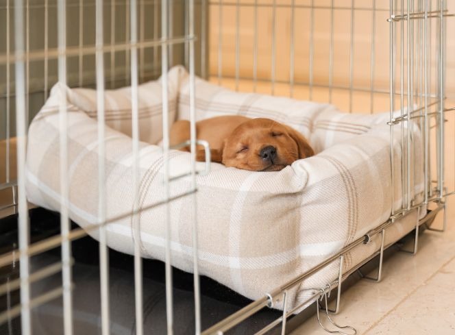 How to Get Your Puppy to Sleep Through the Night: A Comprehensive Guide