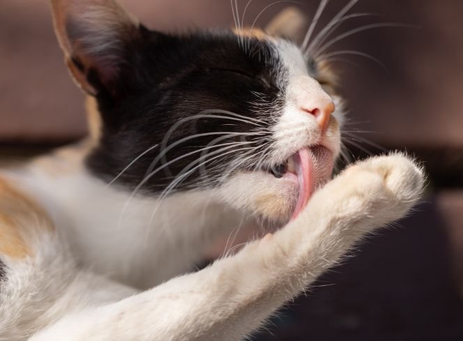 Why Does Your Cat Lick You? Understanding Feline Affection
