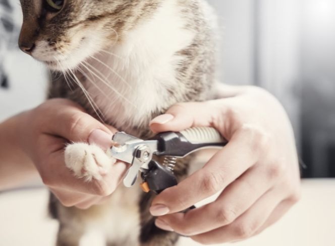 Yes, You Can Train Cats! Train Cat Nail Trims with Patience for Cats