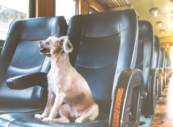 Our Guide To Taking Your Dog On The Train For The First Time
