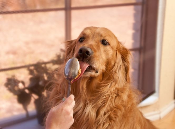 Is Peanut Butter Good For Dogs?
