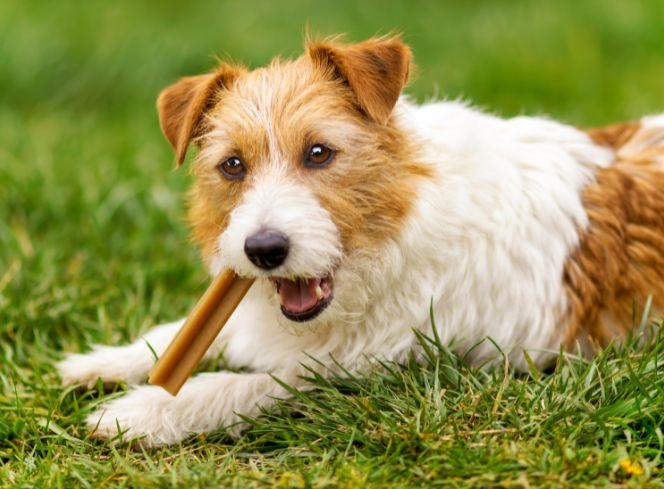 Best Dog Treats To Keep Them Busy