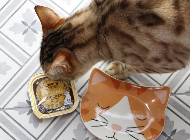 Best Cat Food For Older Senior Cats