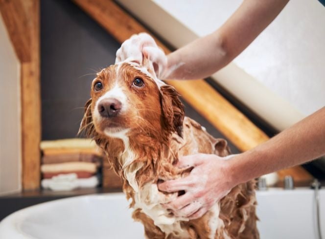 10 Items You Need In Your Dog Grooming Kit