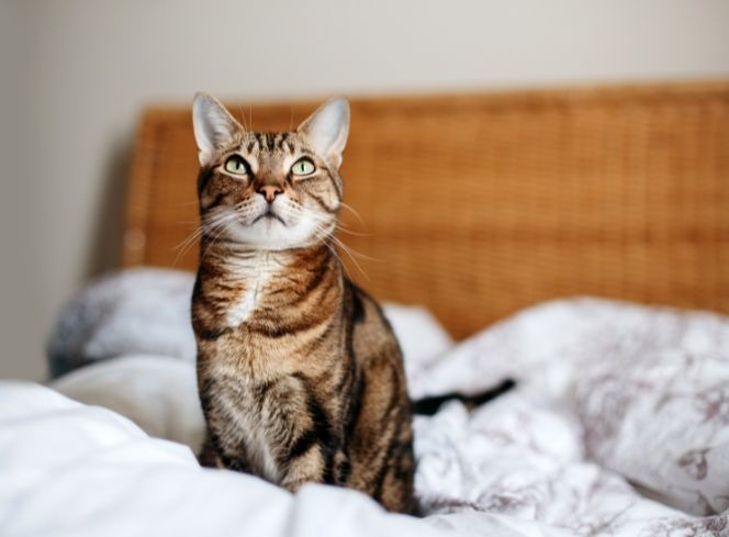 How to Stop Your Cat From Peeing on Your Bed: Expert Solutions and Insights