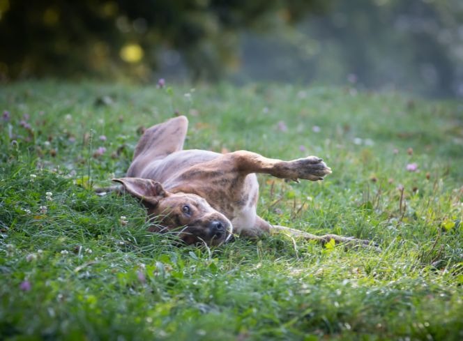 Why Do Dogs Roll in Foxes' Poo: Understanding Canine Behaviour