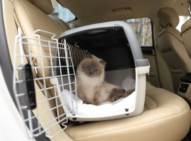 How to Travel with Cats in a Car for a Long Distance