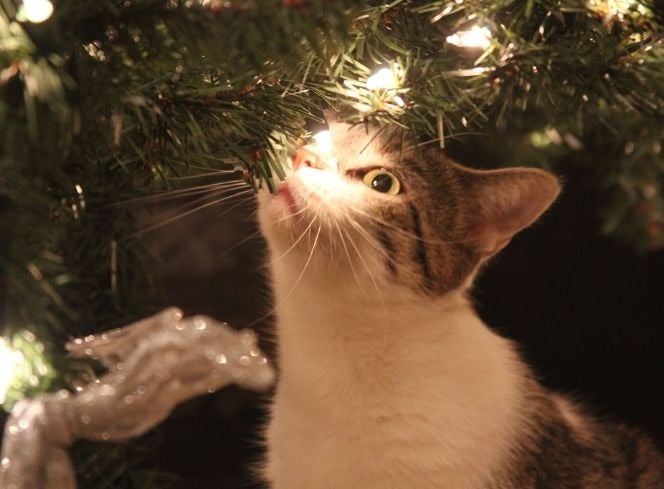 How To Cat-Proof Your Christmas
