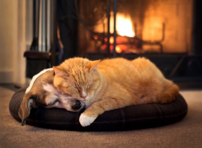 Dogs And Cats On New Years Eve: What To Do During The Celebrations