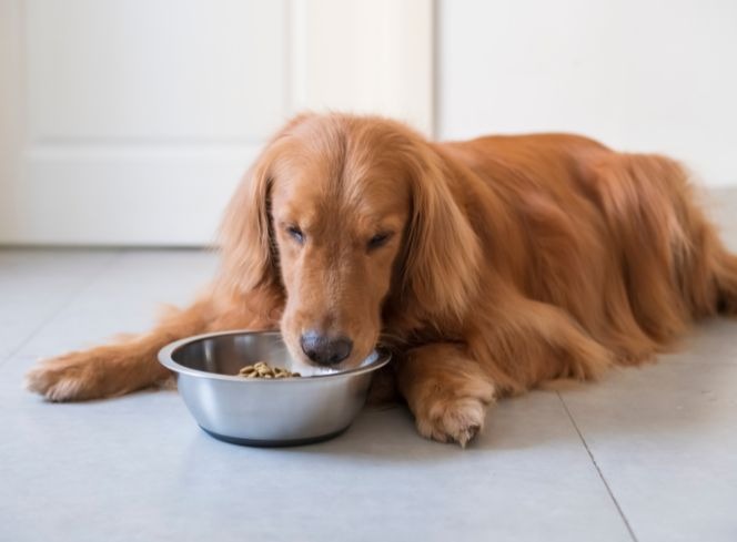 Can Dogs Eat Hot Foods? Exploring the Dos and Don'ts of Warm Meals for Your Furry Friend