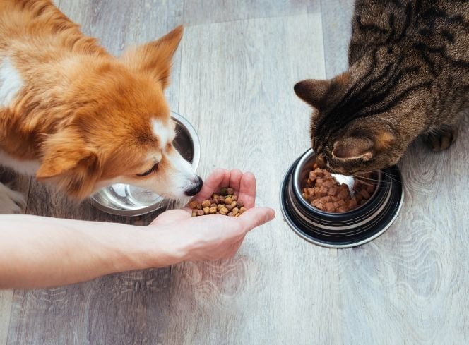 The Importance Of Correct Nutrition For Dogs And Cats!