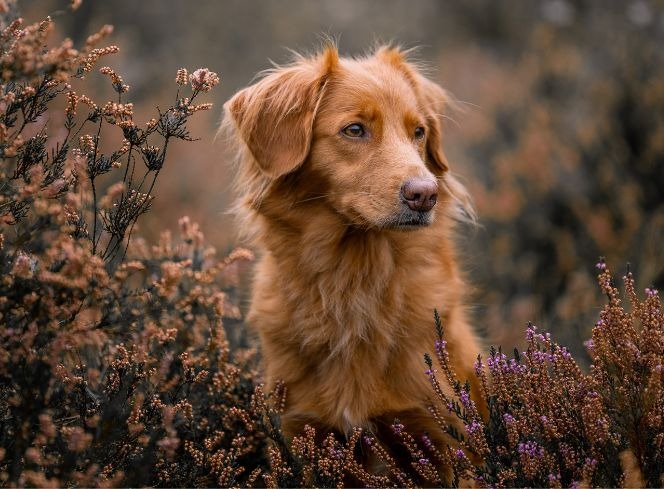 Dog Hair Loss: How To Manage The Autumn Moult