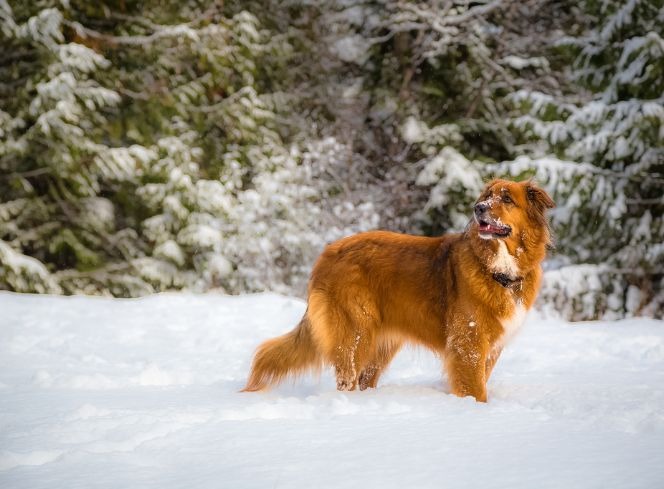 How To Protect Your Dog From The Snow During A Walk