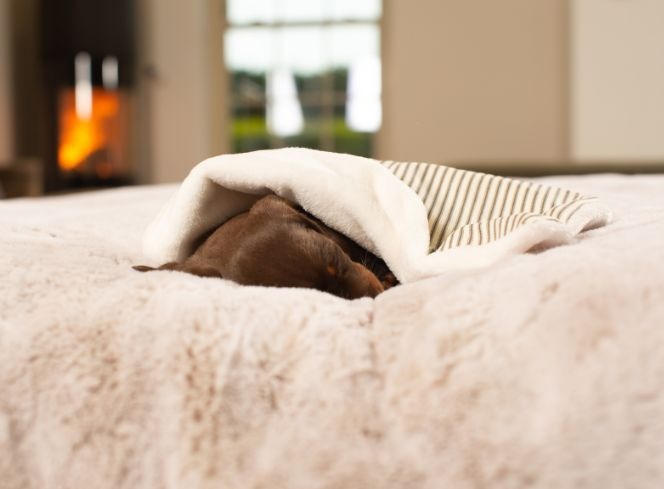 Dog Blankets For Winter