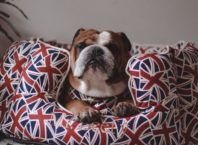 British Bulldog Ultimate Guide