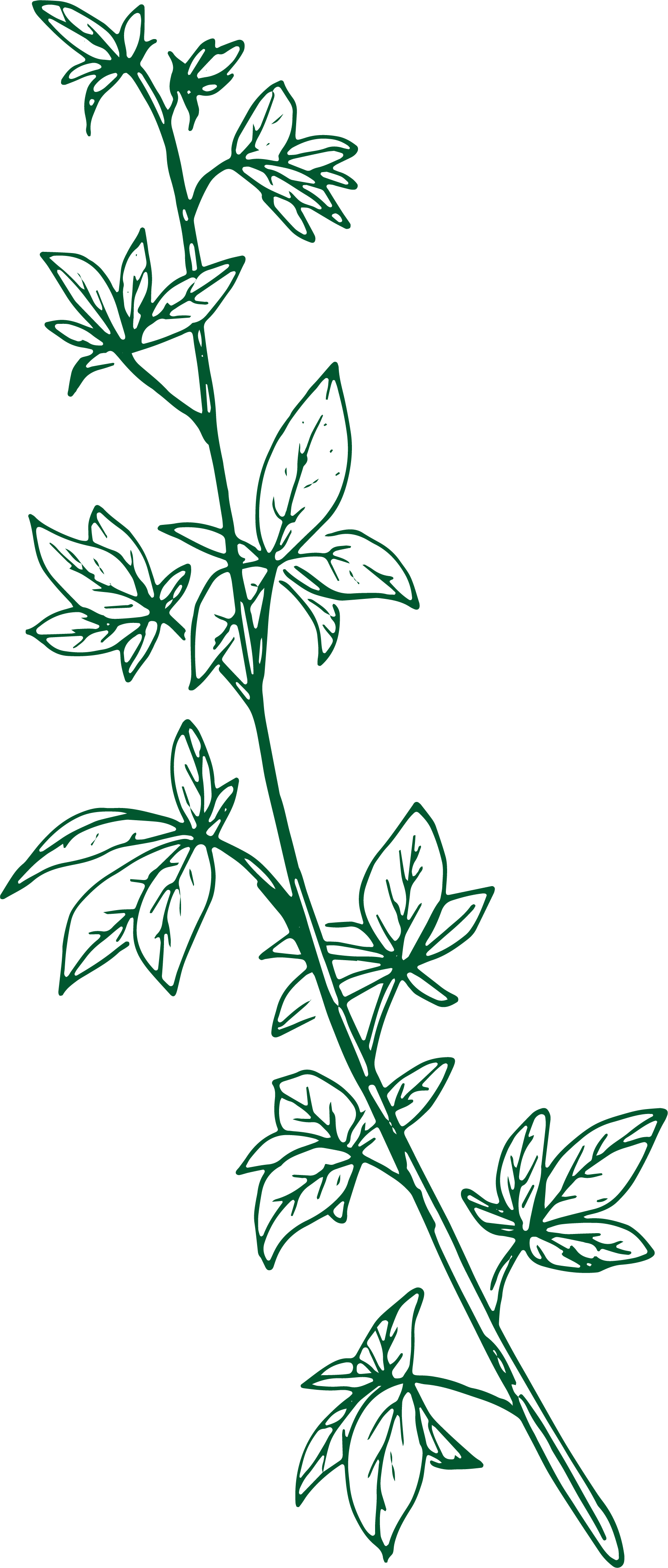 Eleuthero illustration