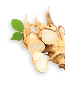 ginseng herb