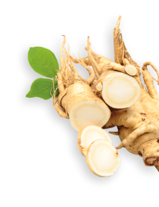 ginseng herb