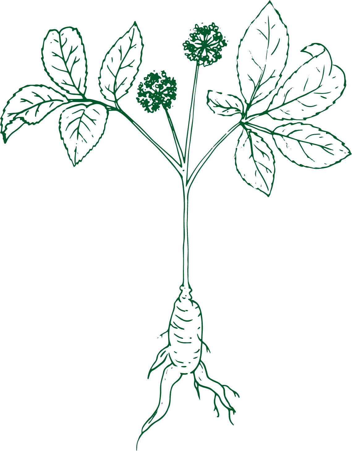Ginseng illustration