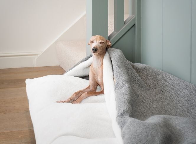 How Often Should You Replace Your Dog’s Bed?