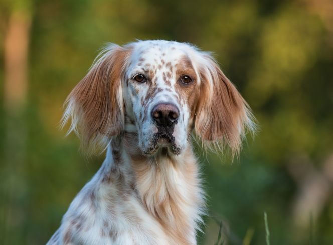 English Setter Ultimate Guide | L&L Info Hub – Lords & Labradors