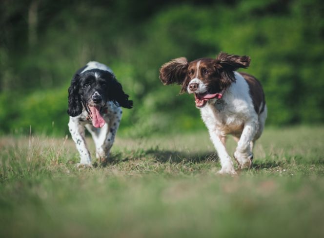 Spingr Springer Spaniel Ultimate Guide | L&L Info Hub – Lords & Labradors