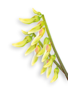 astragalus herb