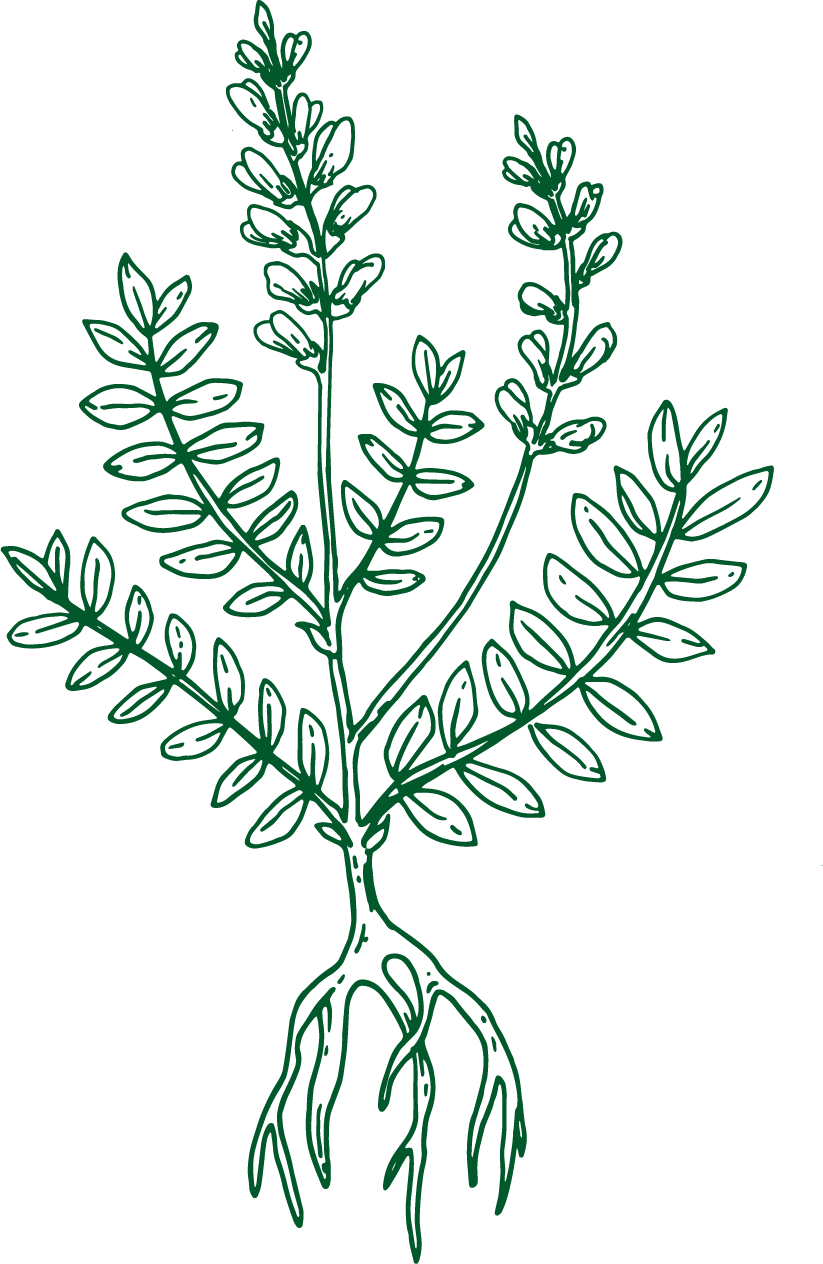 Astragalus illustration