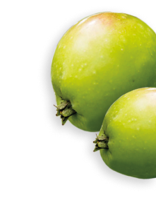 Wild Apple herb
