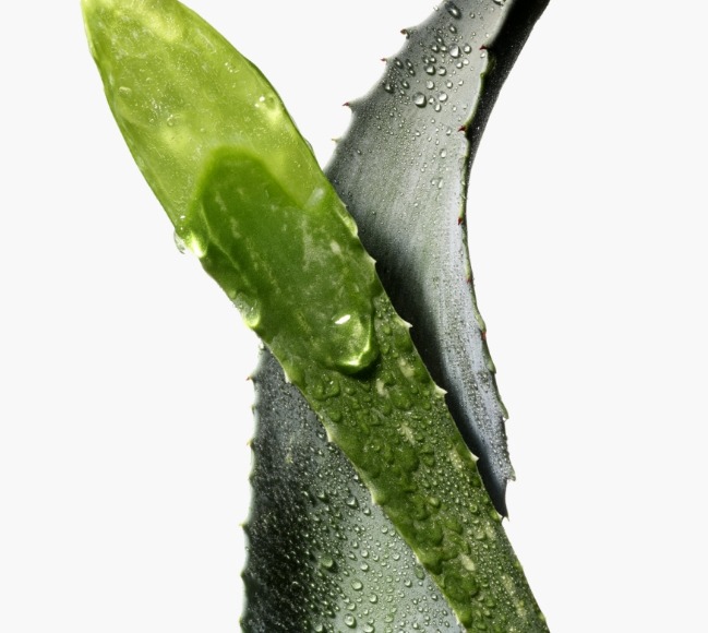 Aloe barbadensis 2025 leaf water