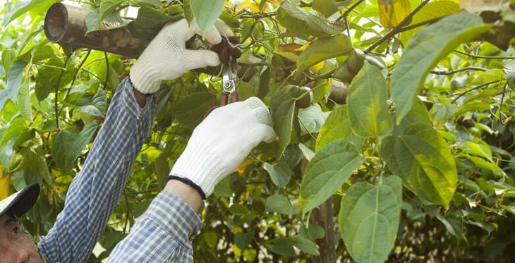 Farmer harvesting Sacha Inchi