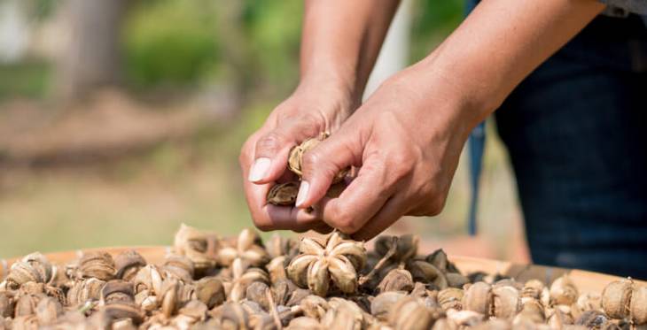 Person breaking open Sacha Inchi pod with two hands