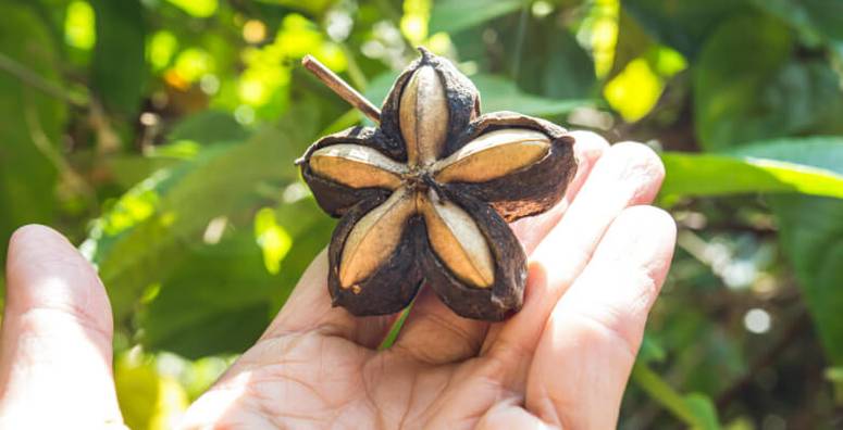Sacha Inchi in the palm of a farmers hand