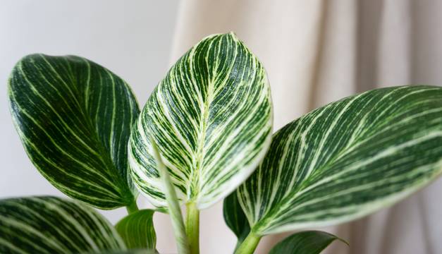 Philodendron Birkin House Plants By Leaf Envy
