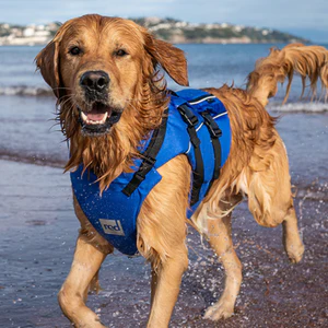 Dog running on beach wearing Red Original Dog buoyancy aid in blue
