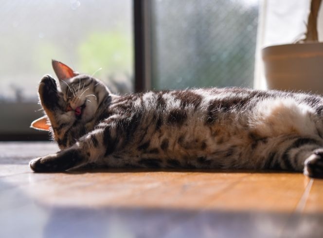 How to Keep Cats Cool in Summer: Essential Tips for Pet Owners