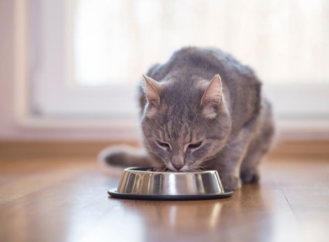 How to Change Your Cat's Food