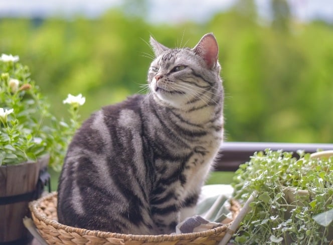 Which Plants Are Poisonous To Cats?